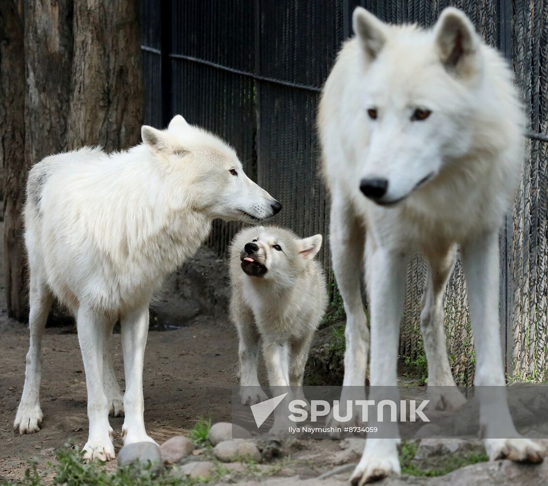 Russia Zoo