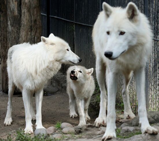 Russia Zoo