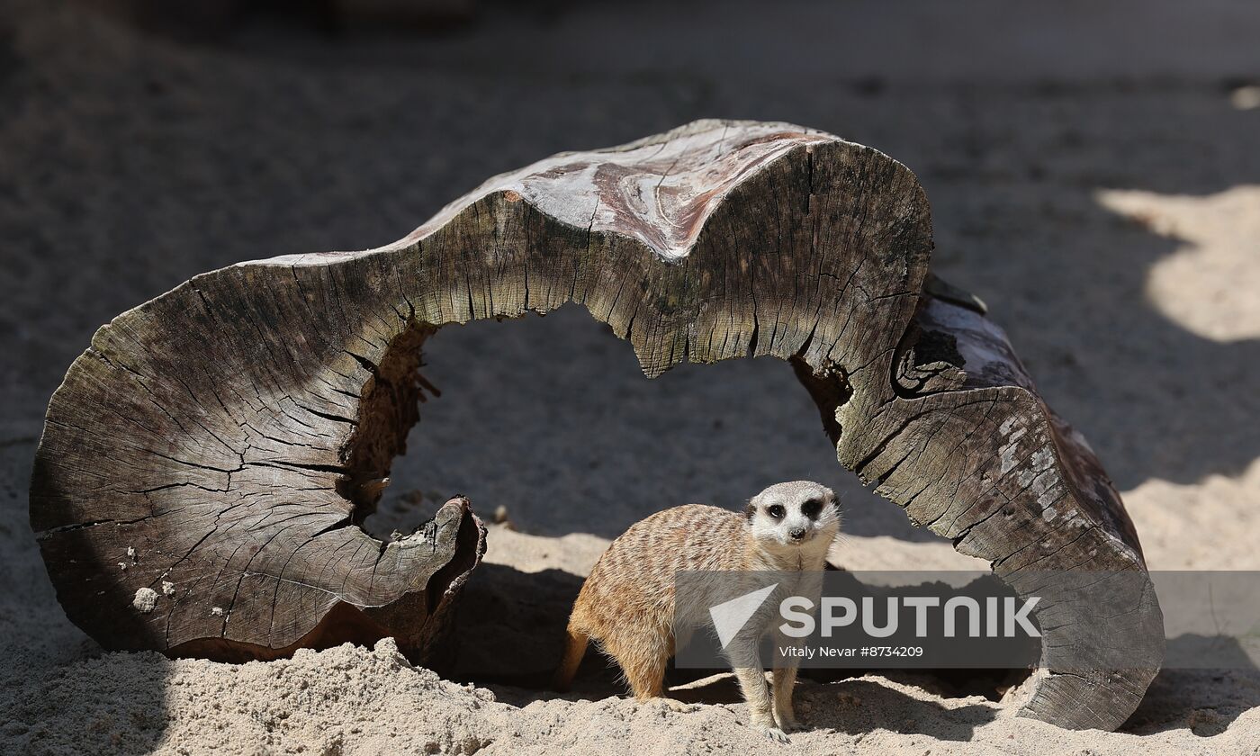 Russia Zoo Meerkats