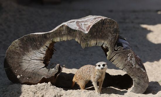 Russia Zoo Meerkats