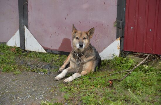 Russia Dam Breach Aftermath