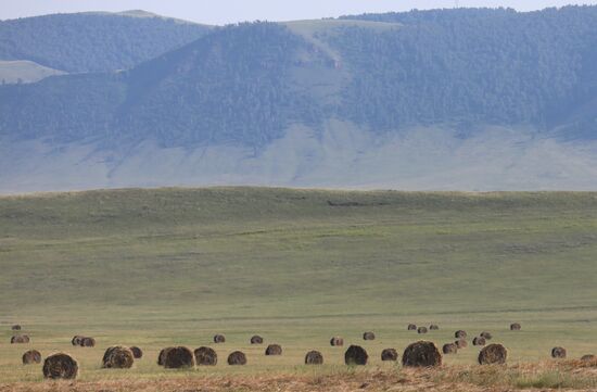 Russia Agriculture Fodder