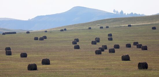 Russia Agriculture Fodder