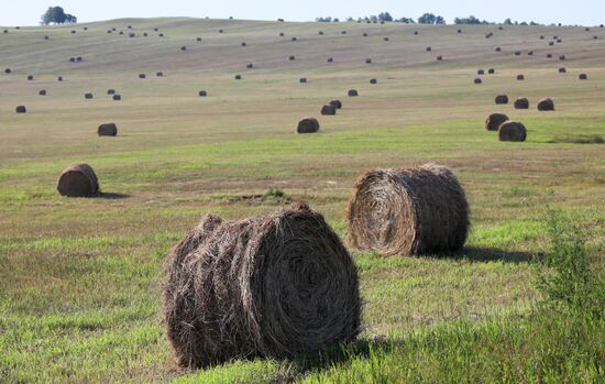 Russia Agriculture Fodder
