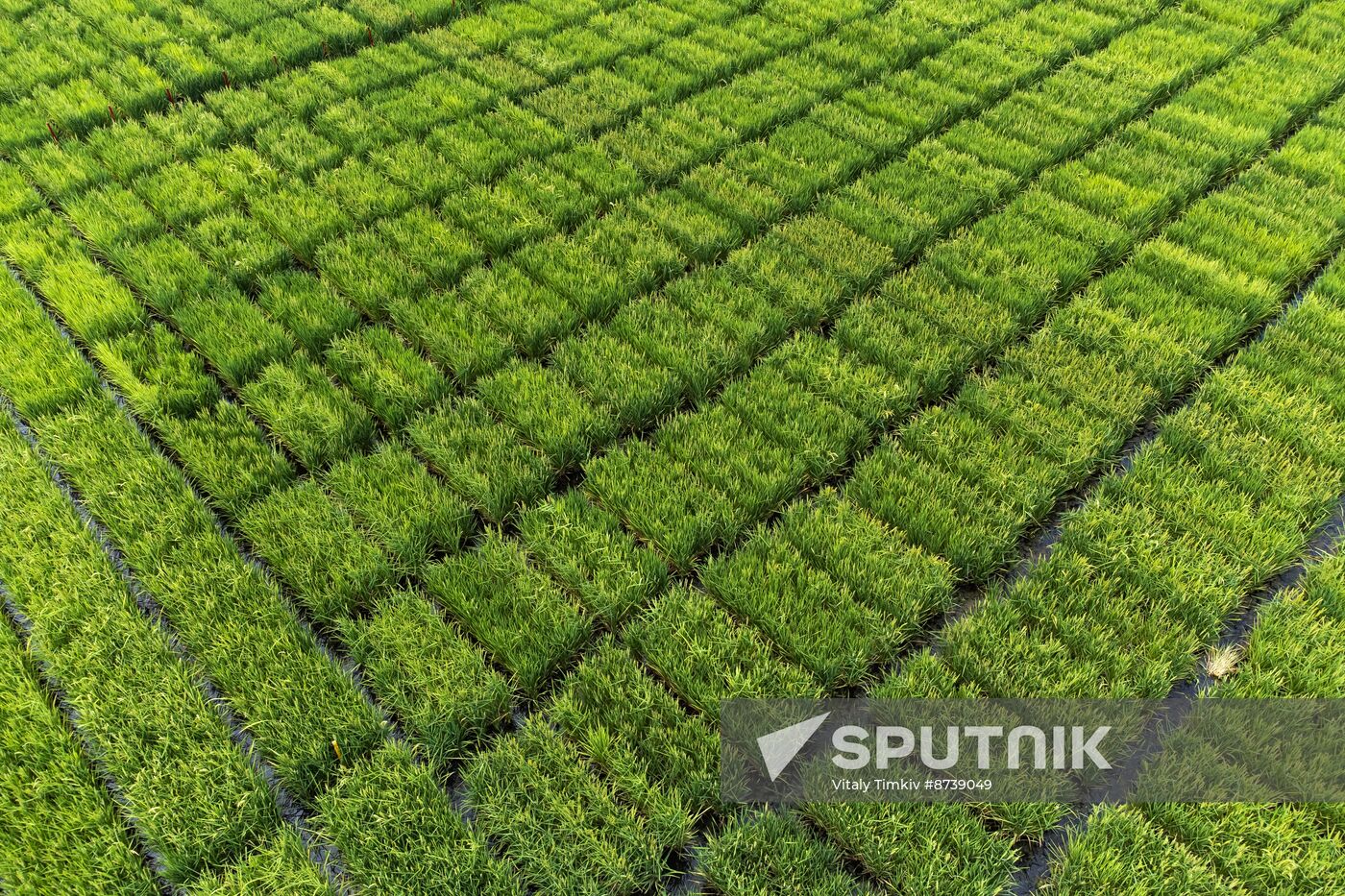 Russia Agriculture Rice