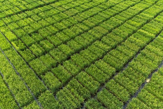 Russia Agriculture Rice