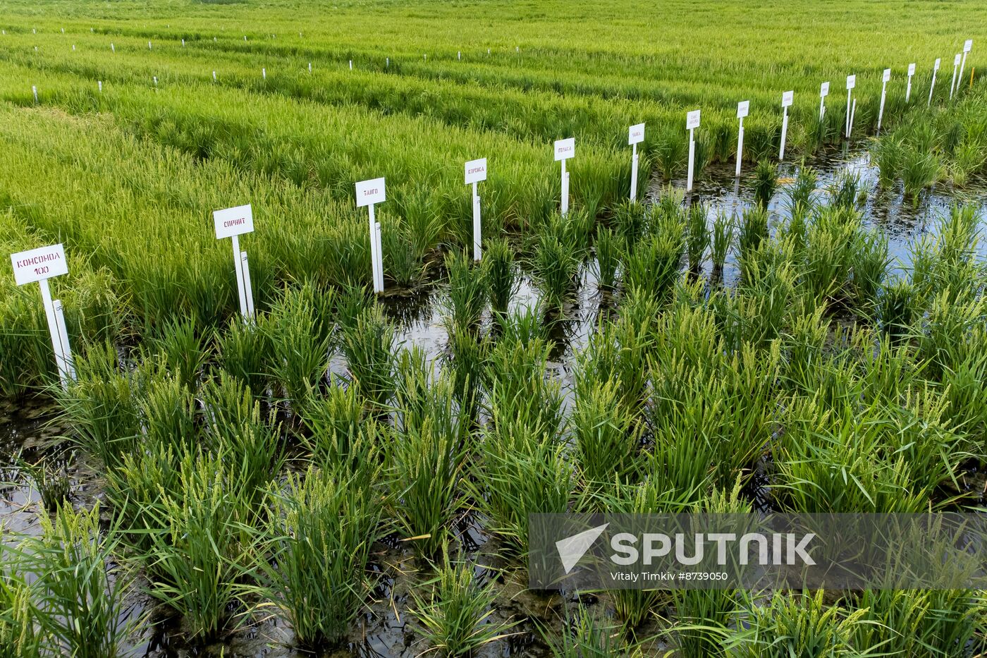 Russia Agriculture Rice