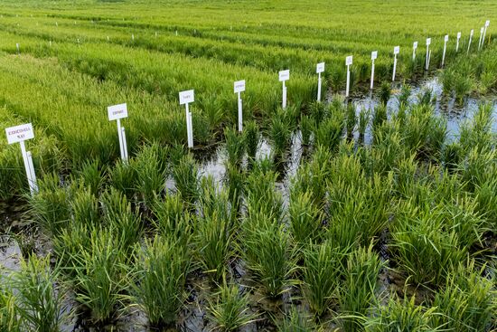 Russia Agriculture Rice