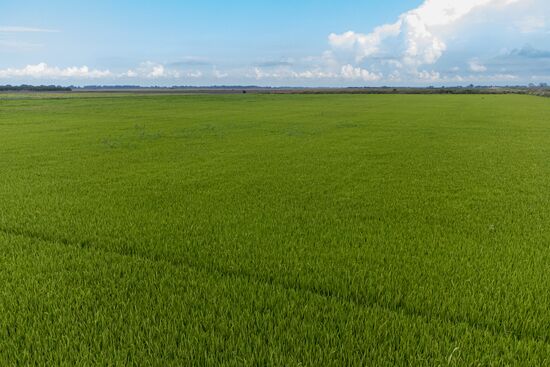Russia Agriculture Rice