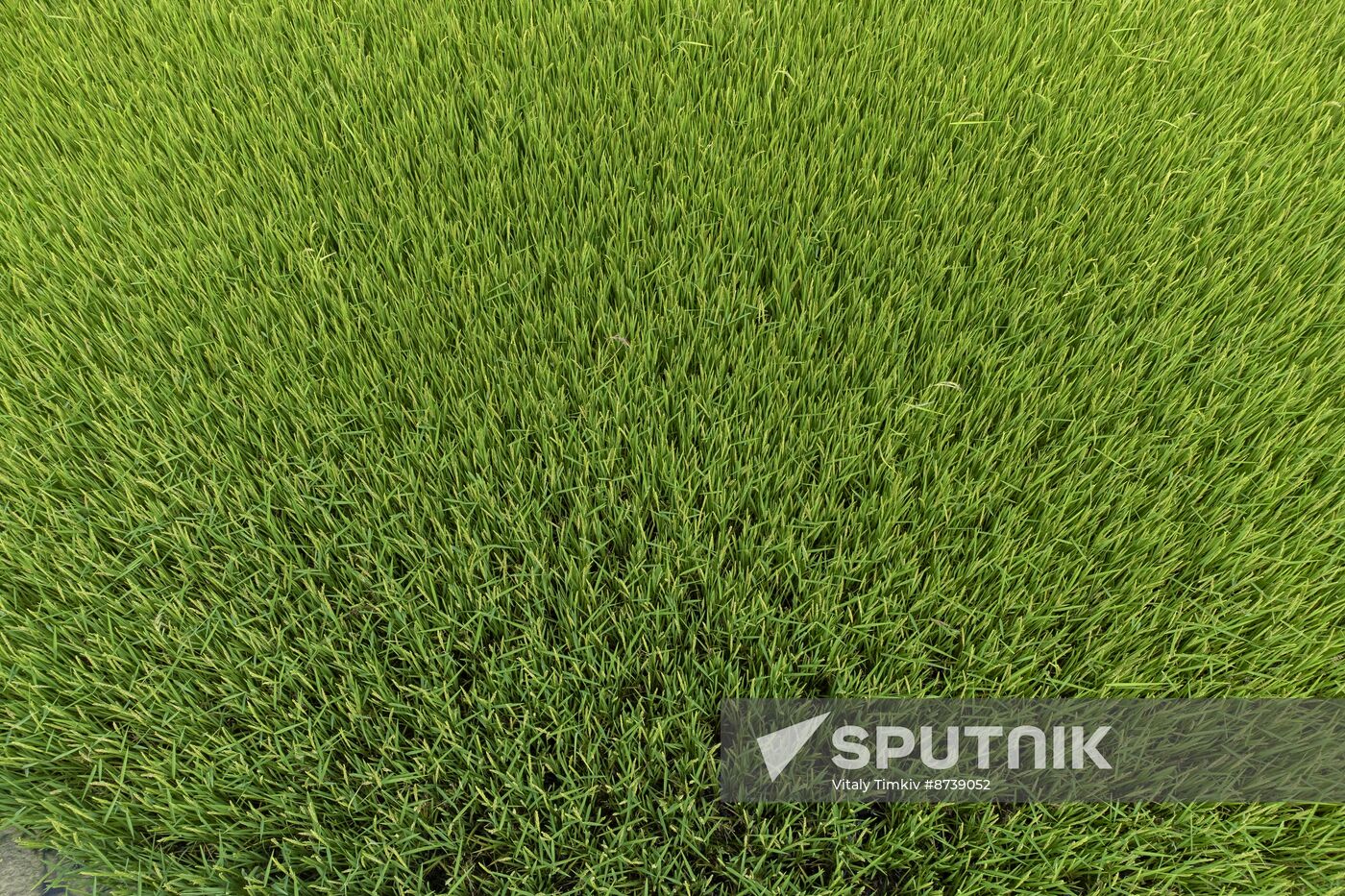 Russia Agriculture Rice