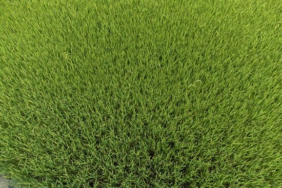 Russia Agriculture Rice