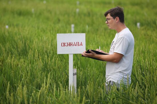 Russia Agriculture Rice