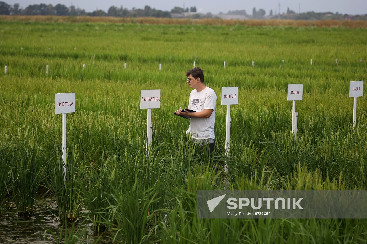Russia Agriculture Rice