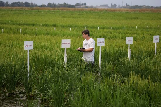 Russia Agriculture Rice