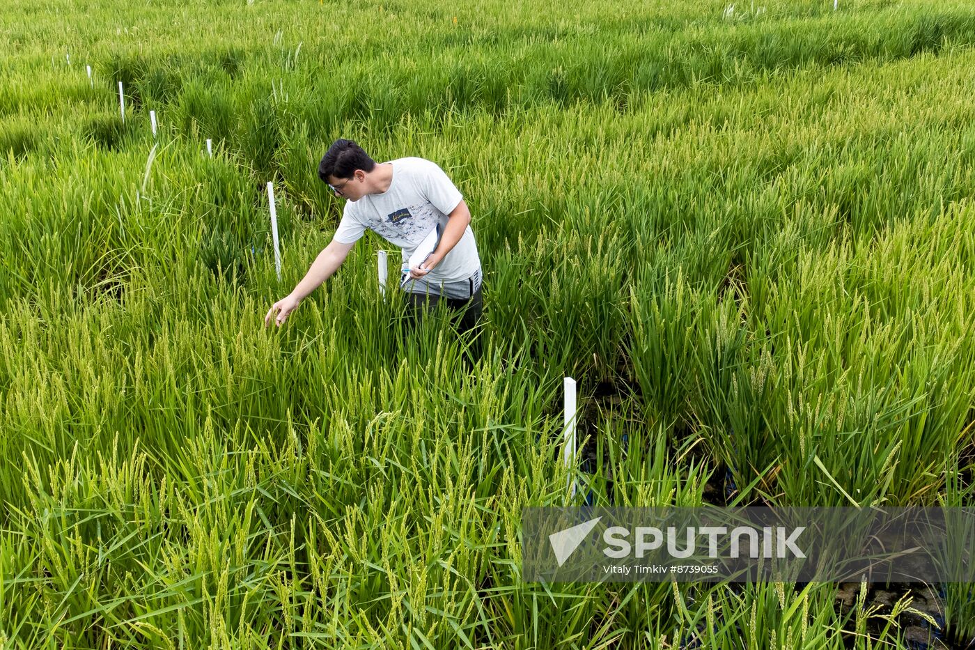 Russia Agriculture Rice