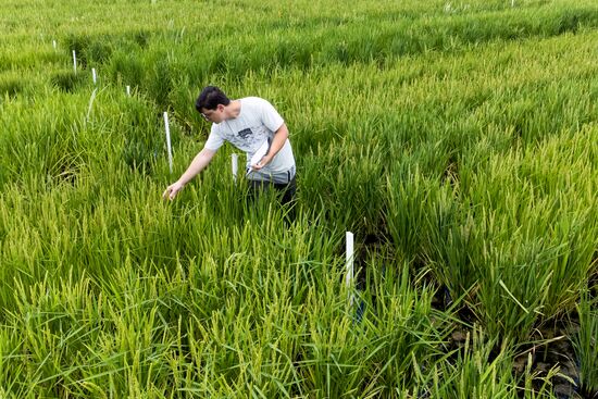 Russia Agriculture Rice