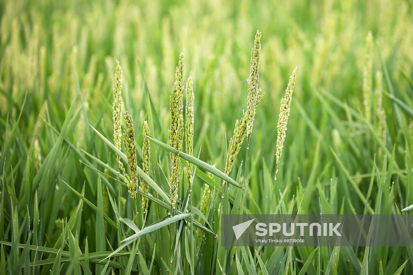 Russia Agriculture Rice