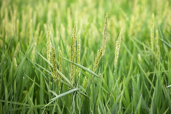 Russia Agriculture Rice