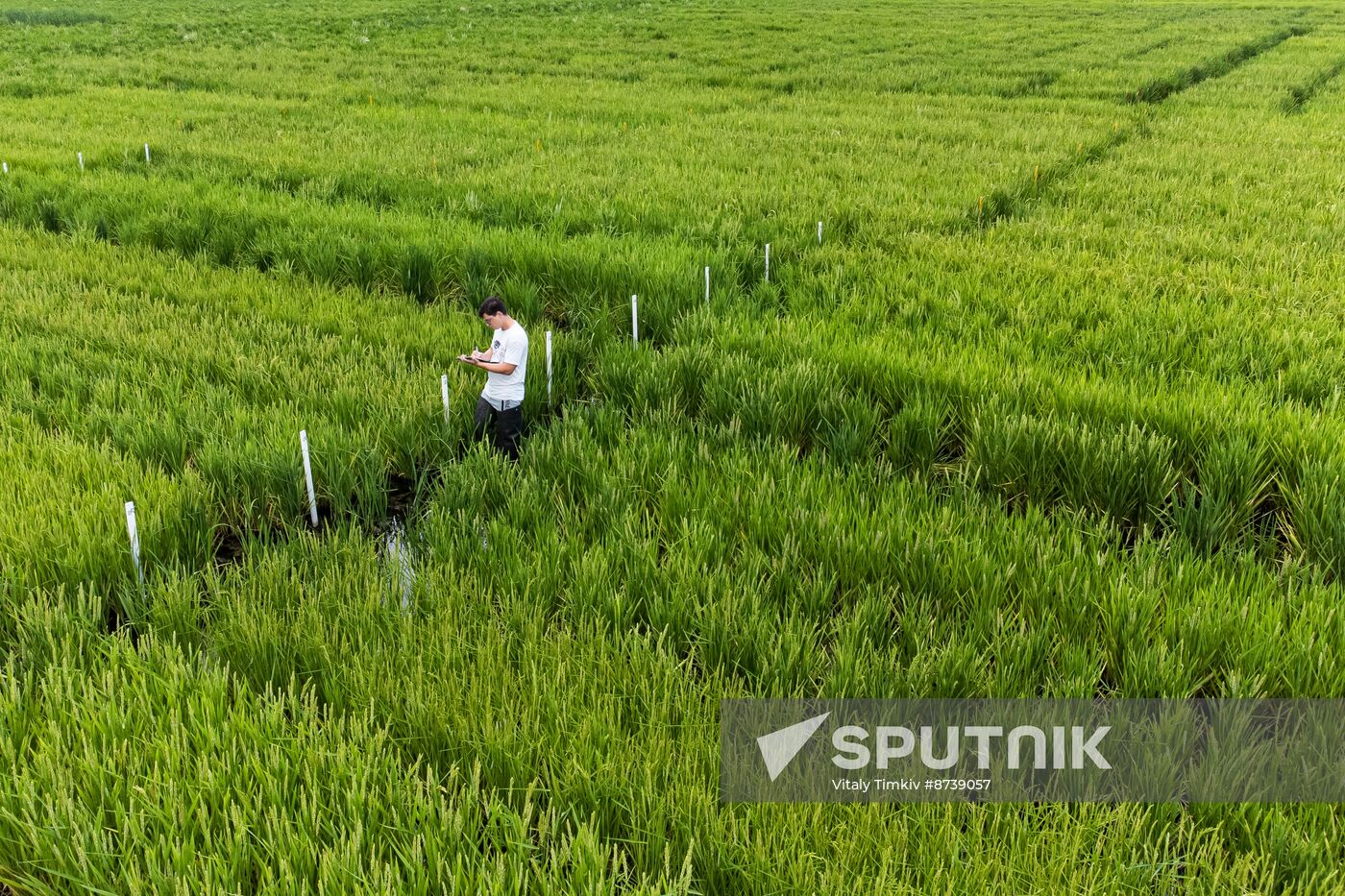 Russia Agriculture Rice