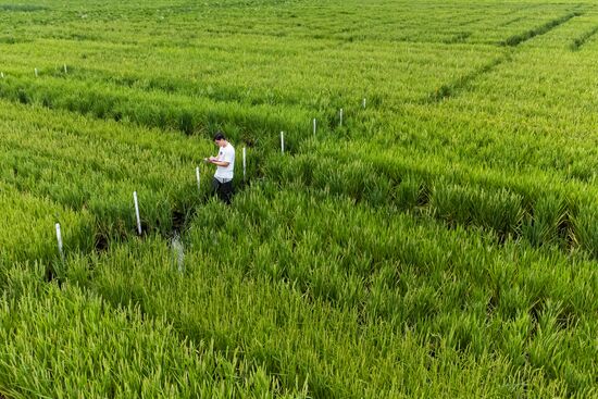 Russia Agriculture Rice