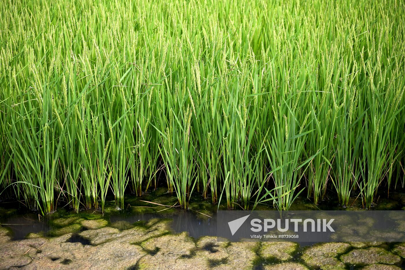 Russia Agriculture Rice