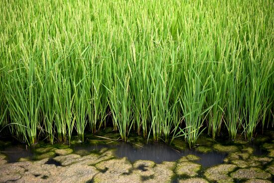 Russia Agriculture Rice