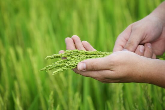 Russia Agriculture Rice