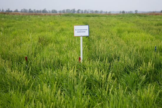 Russia Agriculture Rice