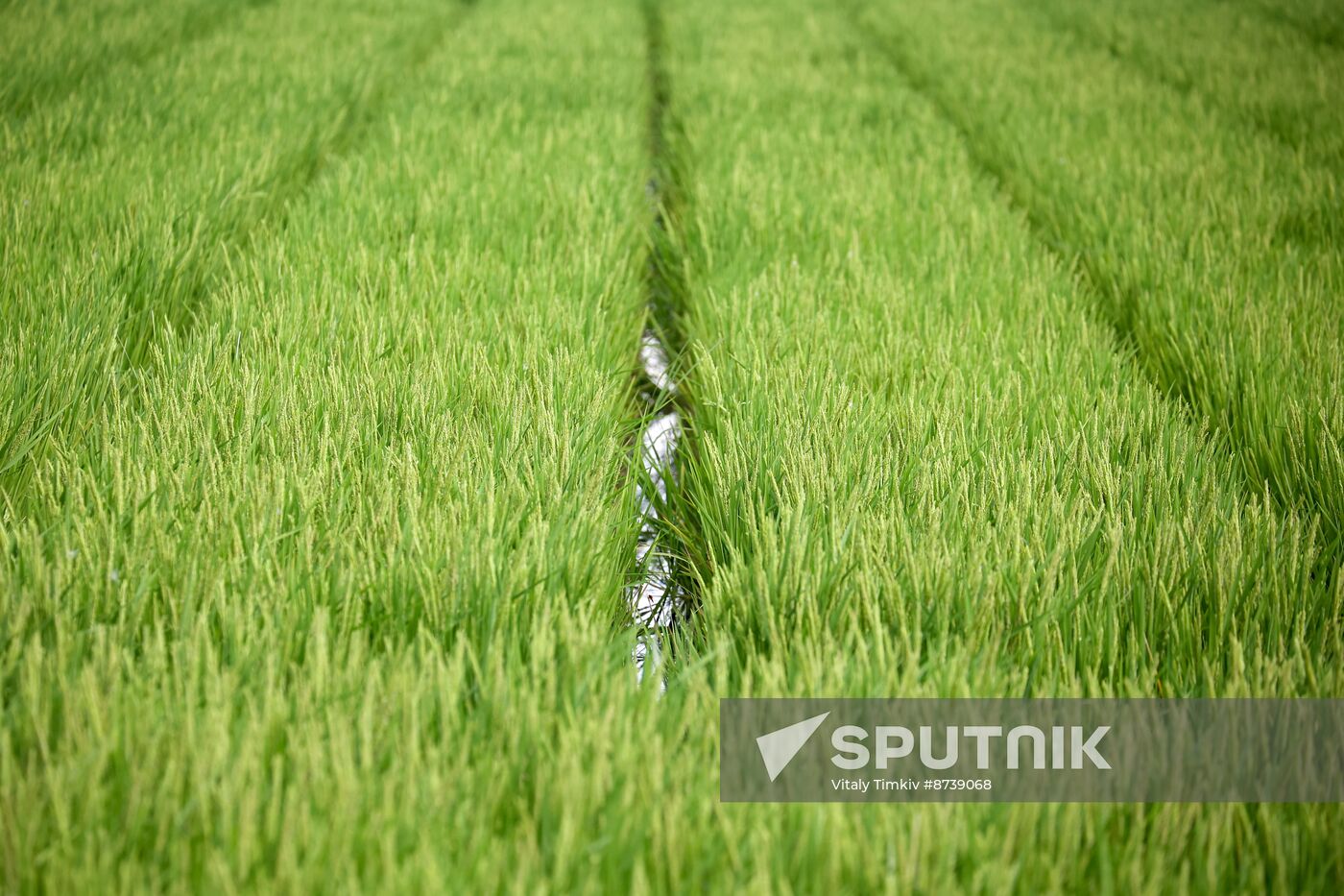 Russia Agriculture Rice
