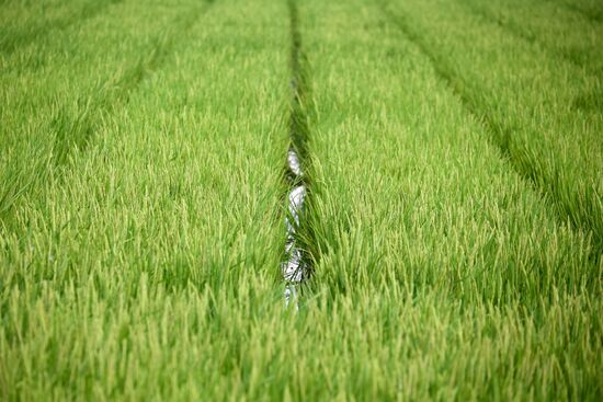 Russia Agriculture Rice