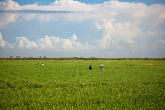 Russia Agriculture Rice