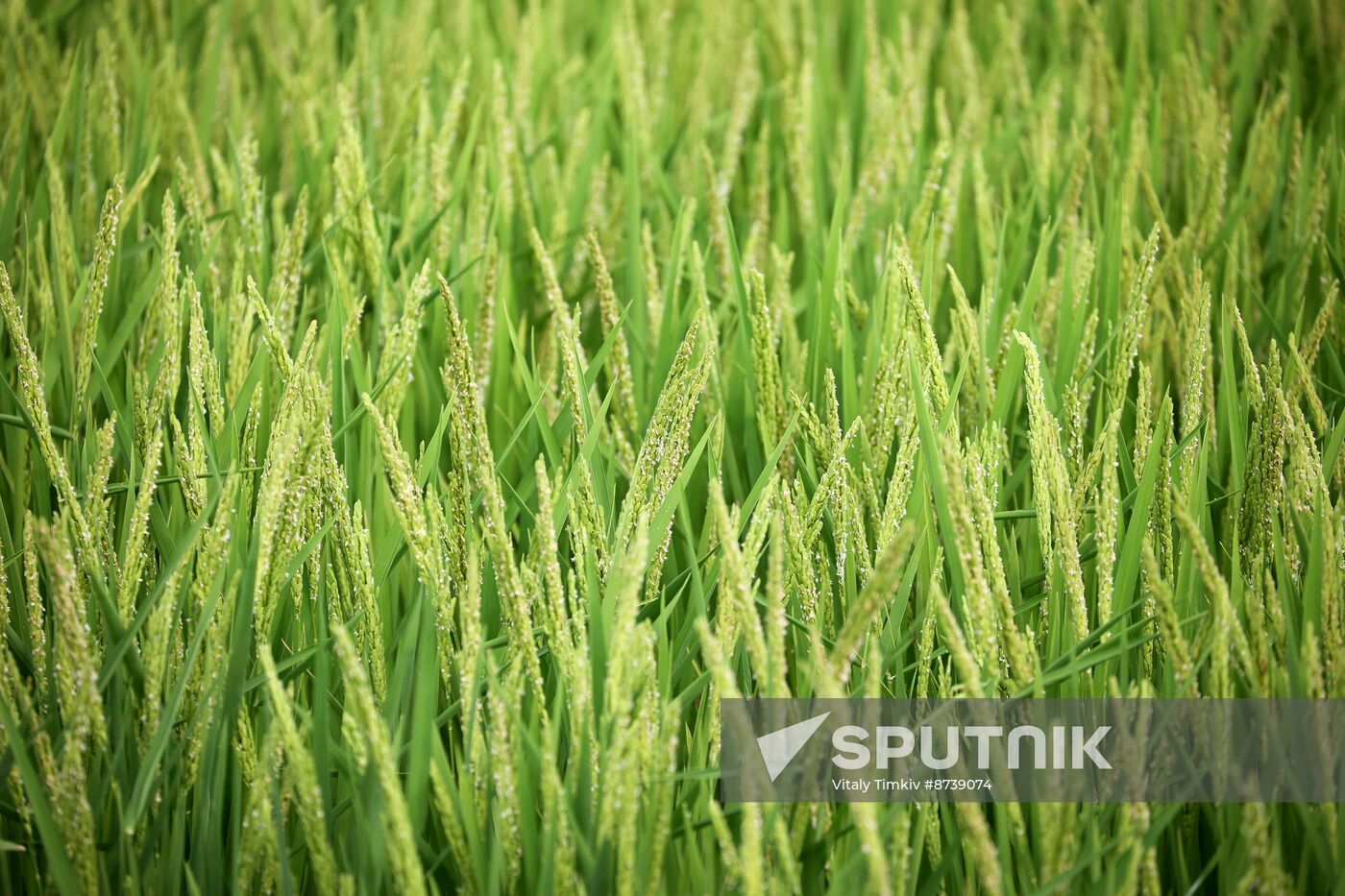 Russia Agriculture Rice