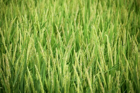 Russia Agriculture Rice