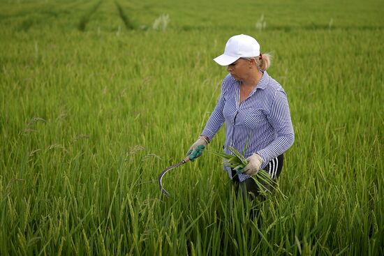 Russia Agriculture Rice