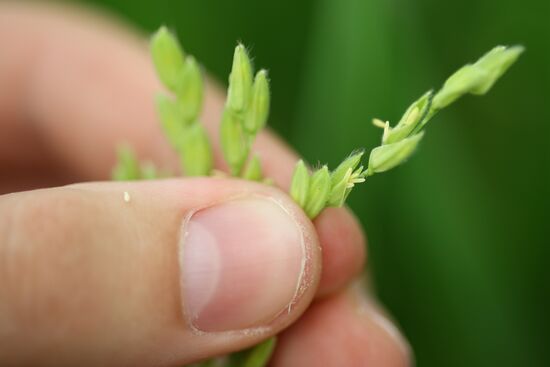 Russia Agriculture Rice