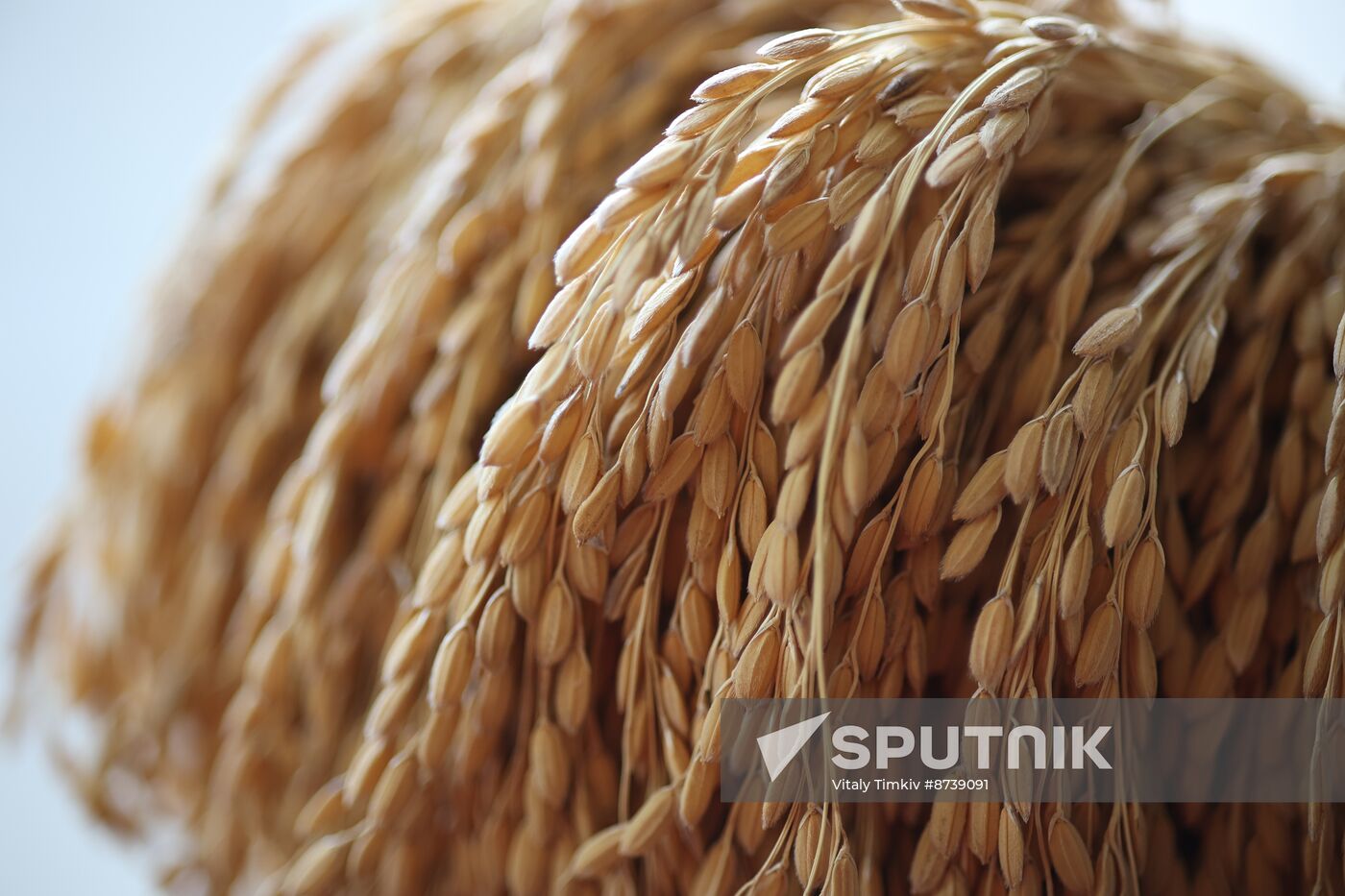 Russia Agriculture Rice