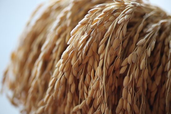 Russia Agriculture Rice