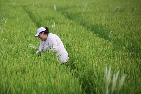 Russia Agriculture Rice