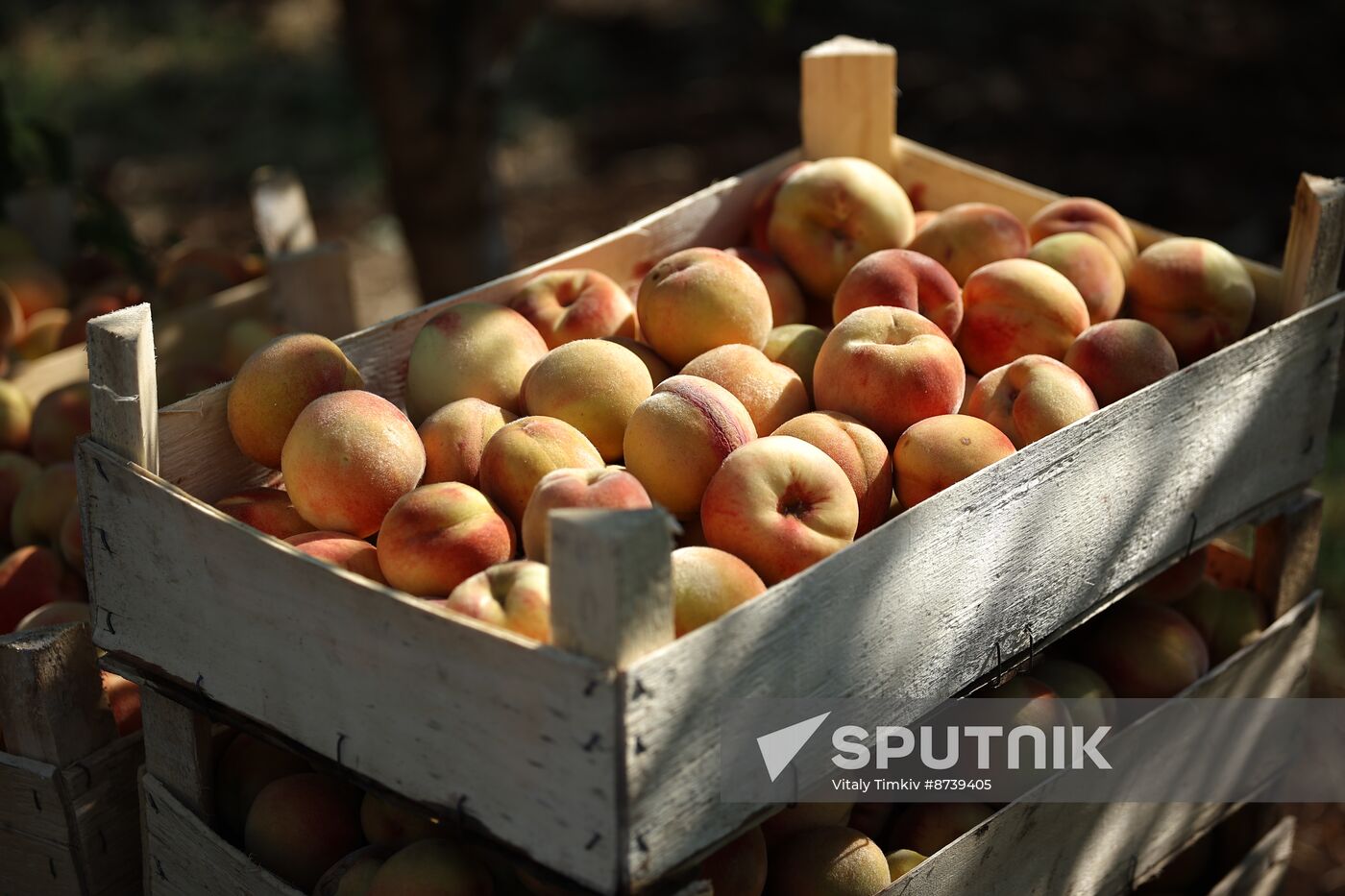 Russia Agriculture Fruits Harvesting