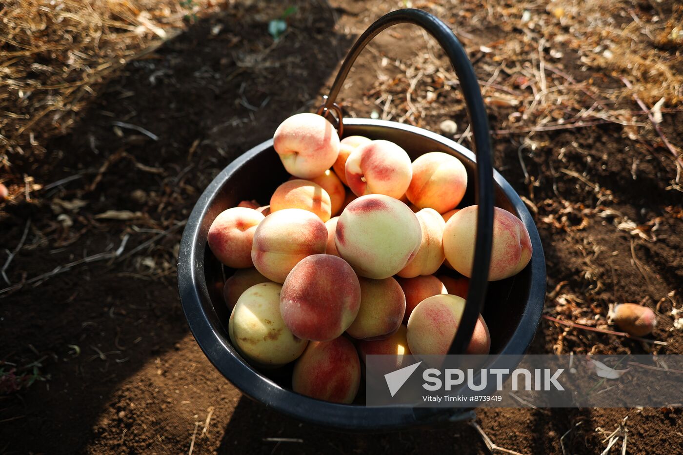 Russia Agriculture Fruits Harvesting