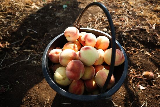 Russia Agriculture Fruits Harvesting