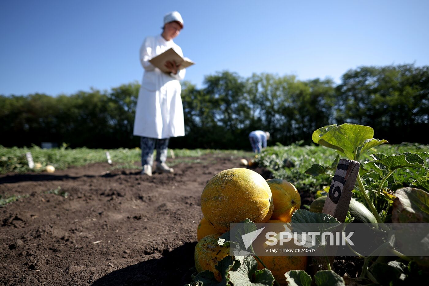 Russia Agriculture Watermelons
