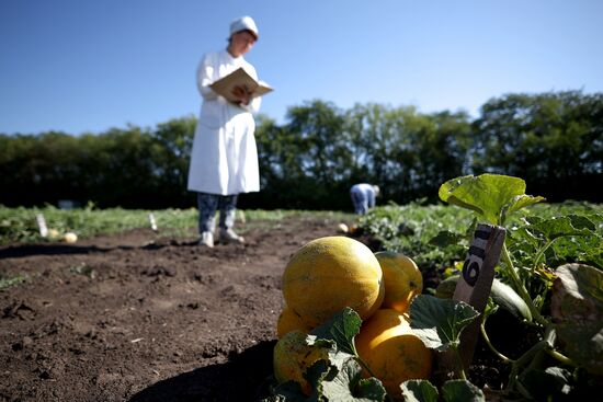Russia Agriculture Watermelons
