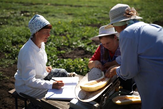 Russia Agriculture Watermelons
