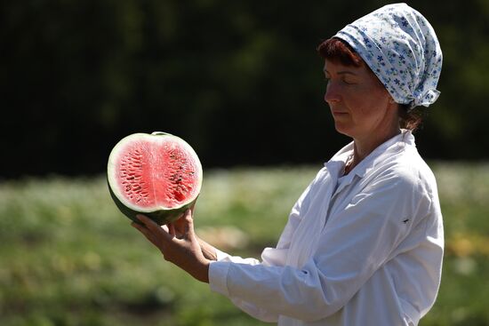 Russia Agriculture Watermelons