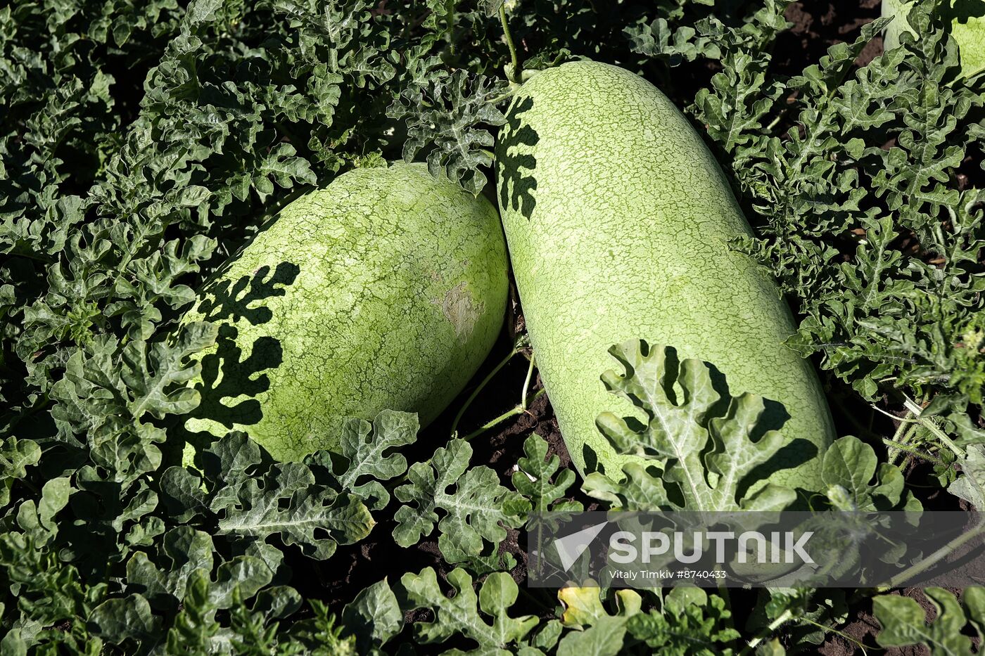 Russia Agriculture Watermelons