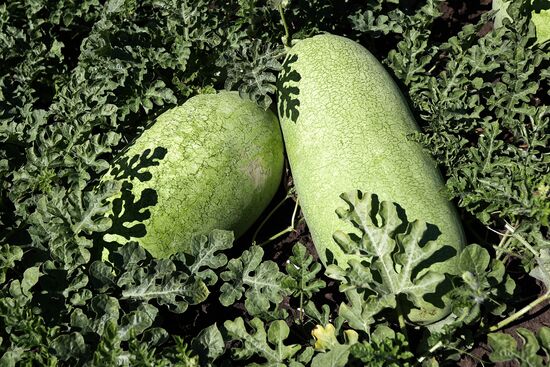 Russia Agriculture Watermelons