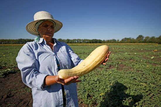 Russia Agriculture Watermelons