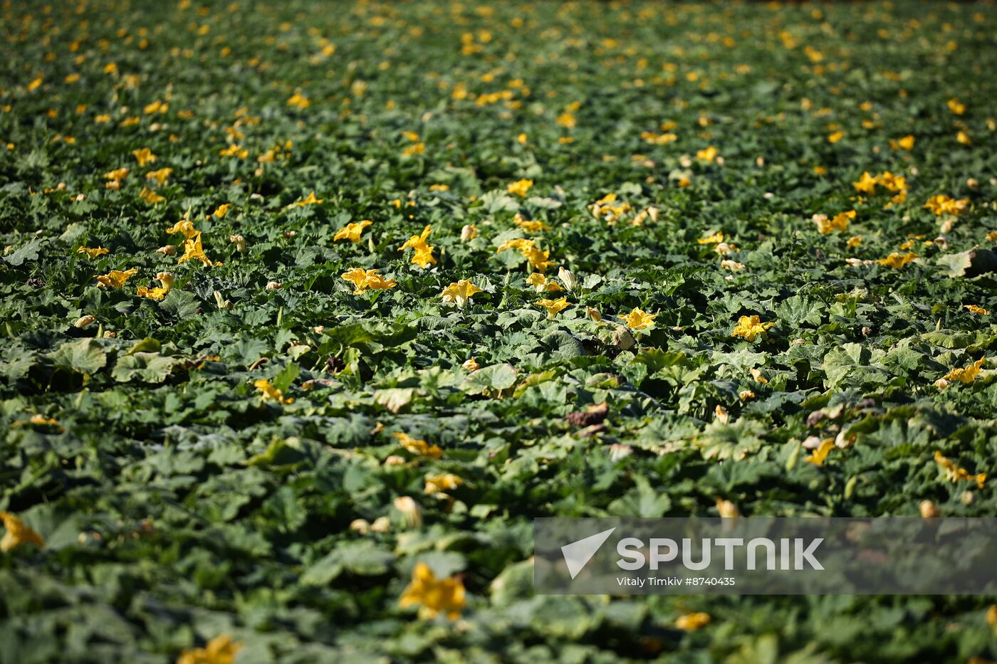 Russia Agriculture Watermelons