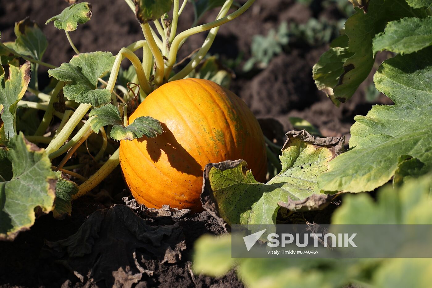 Russia Agriculture Watermelons
